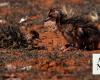 Hatching of red-necked ostrich chicks highlights success of Saudi royal reserve’s breeding program