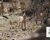 Three ibex born in Saudi Arabia’s King Abdullah National Park