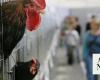 Highly pathogenic bird flu found on fourth poultry farm in Australia