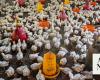 WHO confirms first fatal human case of H5N2 bird flu