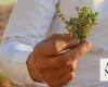 Arar thrives with endangered northern wild thyme cultivation