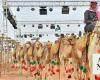 Saudi Culture Ministry launches camel studies grant