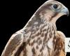 Migratory birds bring ecological balance to Saudi Arabia’s Northern Borders region