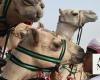 Saudi Arabia marks World Camel Day