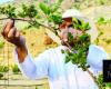 Harnessing agricultural terraces for blackberry cultivation in Al-Baha
