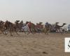 641 camels feature at Mafarid event