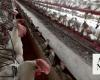 Bird flu spreads to tenth Australian poultry farm