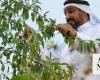 Saudis are still nuts about almonds amid revival in cultivation