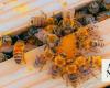Saudi honey season has beekeepers abuzz