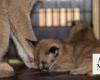 Two lynx kittens born at Prince Saud Al-Faisal National Center in Taif