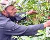 Workshop targets sustainable coffee production in Jazan