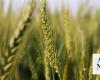 Saudi wheat farmers receive $78.7m in payments