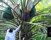 NEOM-KAUST partnership to target insects threatening Saudi Arabia’s 36 million palm trees