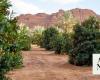 Summer fruit season kicks off in AlUla