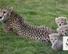 Saudi wildlife center celebrates cheetah conservation milestone