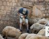 Sheep ‘buried alive’ in Greece amid disease cull: official