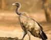 Decline of Indian vultures led to 500,000 human deaths, says study