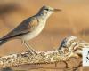 Endangered species find new home at Imam Turki bin Abdullah Royal Reserve
