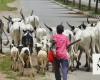 Cows obstruct Nigeria’s capital as climate change and development leave herders with nowhere to go