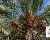 Boost for regional economy as AlUla’s palm farms produce over 100,000 tonnes of dates annually