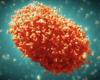 WHO launches $135 million global plan to combat mpox outbreaks