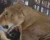 Zookeeper mauled to death by lion in Nigeria