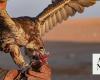 Falconers flock to north Saudi as hunting season begins