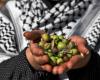 ‘Most dangerous season ever’: Olive harvest in Palestine crippled by conflict, attacks by illegal Israel settlers