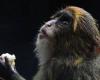 Twelfth monkey dies in HK zoo amid bacterial outbreak