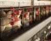 UK govt confirms bird flu outbreak in commercial poultry farm, raises alert level