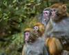 Monkey mayhem in South Carolina after 43 primates escape research facility