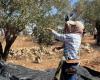 Palestinian olive harvest under threat from Israeli attacks and restrictions