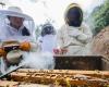 Buzzing barriers: How bees protect Kenyan farms from elephants       