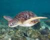 Three dead and dozens sick after eating sea turtle stew in Philippines