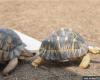 Chennai customs foil attempt to smuggle over 5,000 red-eared turtles from Malaysia, two arrested 