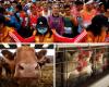 Run for the cow, fish, or fowl: China’s marathon gets wild with animal prizes