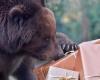 Fukushima bear finds its spot under kotatsu, leaves homeowner in cold sweat