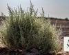 Salsola, the camels’ favorite food, plays a big role in fighting desertification