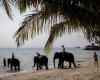 Spanish tourist killed by ‘panic-stricken’ elephant at Thai sanctuary, sparking safety concerns