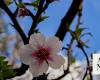 Al-Baha almond season flourishes with vibrant blooms