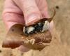 Sydney closes nine beaches as mysterious marble-sized white, grey balls wash up on shore (VIDEO)