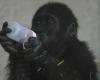 Baby gorilla rescued from cargo hold of Turkish Airlines plane