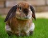 Over 70 bunnies dead in Japan’s rabbit island and a suspect held for kicking one, what’s going on?