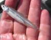 Red herring: Trump scapegoats ‘worthless fish’ Delta smelt for LA wildfires, experts debunk claim