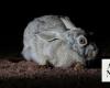 Wild hares thrive in King Salman reserve