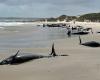 Pod of 157 dolphins stranded on remote Australian beach