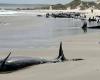 More than 150 whales stranded on remote Australian beach