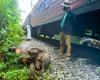 Express train derailed, six elephants dead after collission near Sri Lanka wildlife reserve