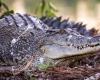 Indonesian boy missing in West Kalimantan after second crocodile attack in two weeks