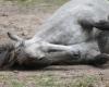 Australian state govt shoots dead thousands of wild horses in controversial bid to protect national park